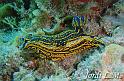 Babosa de mar ( hypselodoris picta )1